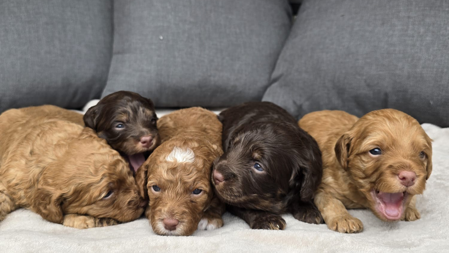 Breed Announcement